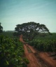 The coffee beans of Palmeira Farm